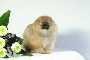 RÜDE Süßer Pomeranian (Deutscher Zwergspitz) Welpe zu verkaufen