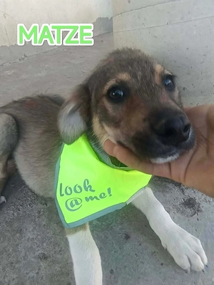 Matze, schenkst du ihm ein liebevolles Zuhause?