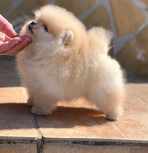    Pomeranian-Welpe   