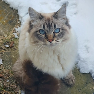 Zwei liebevolle junge Katzen ( 1Jahr ) suchen ein Neues Liebevolles Zuhause ab SOFORT