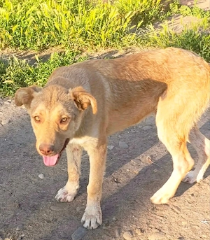 Duke - hast du ein Körbchen frei für ihn?