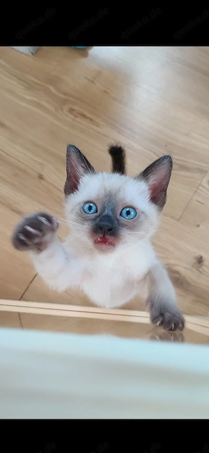 Reinrassige Siam Kitten blue & sealpoint 