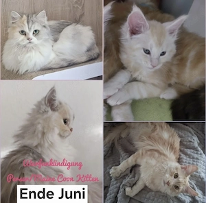 Wurfankündigung Maine Coon Perser Edelmix Kitten