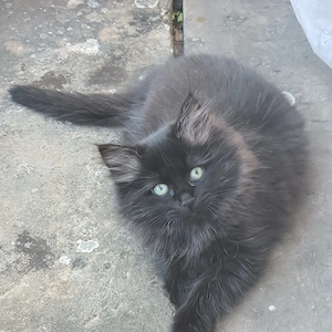 Ragdol   Britisch Langhaar Mix, Katzenbaby 3 Monate sucht ab SOFORT ein neues liebevolles Zuhause
