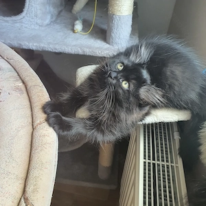 Ragdol Britisch Langharr Mix, Katzenbaby 3 Monate Alt sucht ab SOFORT ein Neues Liebevolles Zuhause