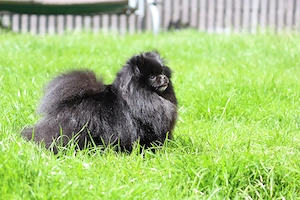  Hündin Winnie zu verkaufen Kleine, freche Zwergspitz (Pomeranian) 