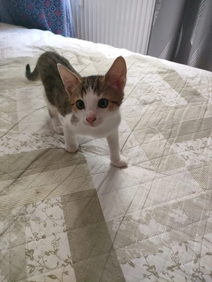 Babykatzen suchen neues Zuhause 
