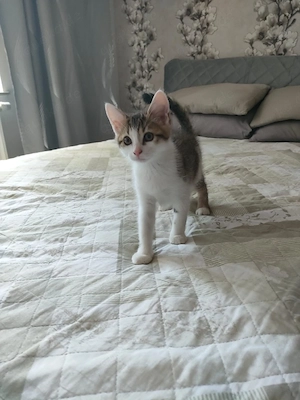 Babykatzen suchen neues Zuhause 