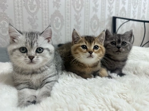 BKH Kitten
