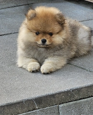Abgabebereit - Pomeranian Zwergspitz welpe