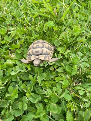 Maurische Landschildkröten von 2025