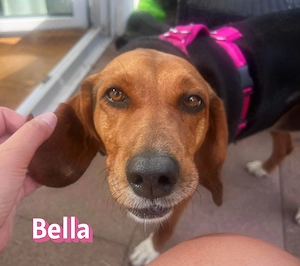 Bella, 12 23 - süßer Sonnenschein sucht ihre Familie