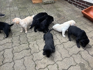 Labrador Mischlingswelpen in liebevolle Hände abzugeben 