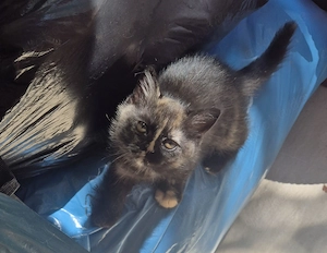 Bkh Katzenbabys