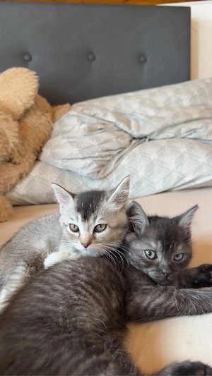 bkh Kitten suchen neues zuhause 