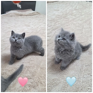 BKH Kitten dürfen ausziehen