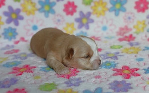 Yorkshire Terrier Welpen