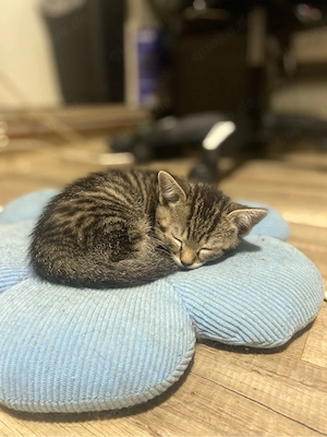 kitten suchen ein schönes zuhause  