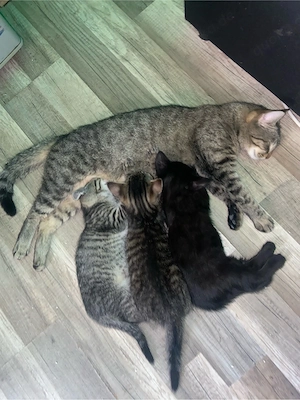 kitten suchen ein schönes zuhause  