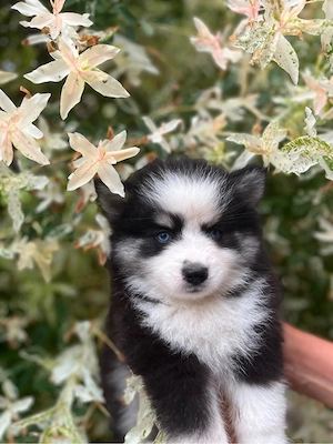 Pomsky Welpen