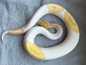 1.0 Pastel YB Banana Pied