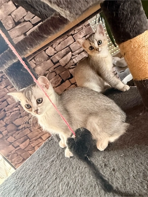 Kitten Baby Katzen 