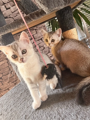 Kitten Baby Katzen 