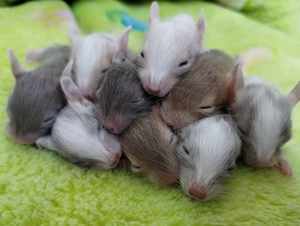 Knuddelige Degu Kids,kunterbunt:sand,blue-non,schoko-Schecke suchen ihr Zuhause im Glück!
