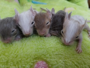 Knuddelige Degu Kids,kunterbunt:sand,blue-non,schoko-Schecke suchen ihr Zuhause im Glück!