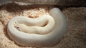 0.1 Arctic Yeti - proven breeder - Snow Heterodon nasicus, Hakennasennatter