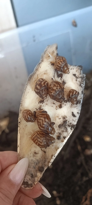 Lissachatina reticulata