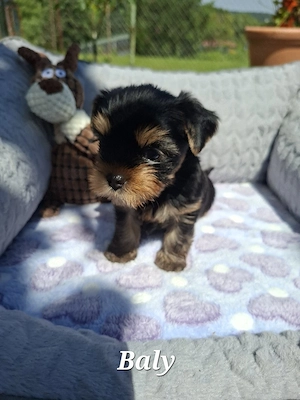 Yorkshire terrier 