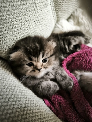 Perserkatze.