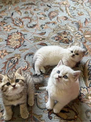 BKH Kitten