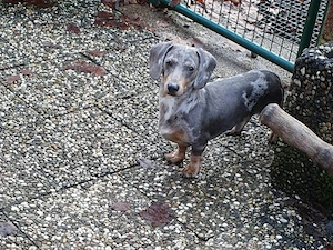 Blue Merle Dackel Rüde 