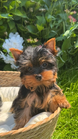 Yorkshire-Terrier Welpen 