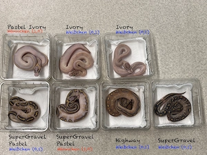 7 Baby Königspythons (NZ 2026) Highway, SuperGravel, Ivory 