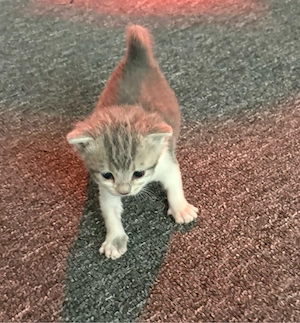 Süße kleine maus sucht noch ein zuhause 