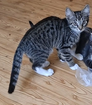 Katerchen 12 Wochen, auszugbereit  