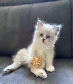 Traumhafte Ragdolls Kitten Abgabe ab 28.06.26
