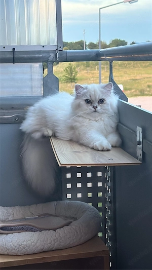 BLH Kater Seal Silver Tabby Point