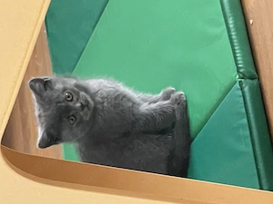 Britisch Kurzhaar Kater, 2,5 Monate alt, geimpft