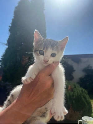 12 wochen alter kater sucht ein liebevolles zuhause 