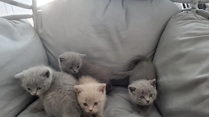 britisch kurzhaar 