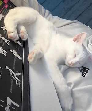Snow sucht ein neues Zuhause 