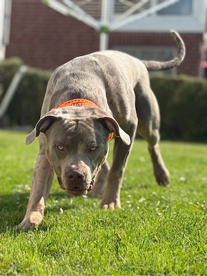 american bully xl  sucht ein liebevolles Zuhause   