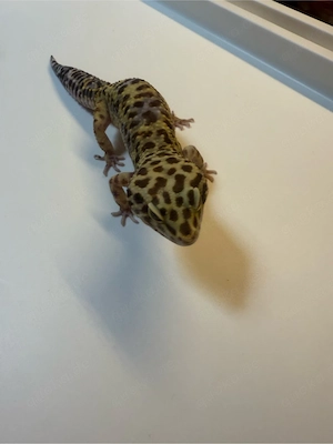 Leopardgecko Männchen