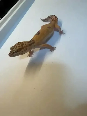Leopardgecko Weibchen