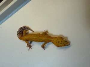 Leopardgecko Damen
