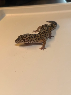 Leopardgecko Weibchen